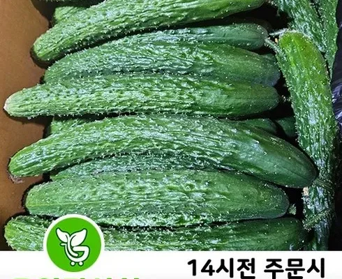 나만 보고 싶은 오이10kg 후기