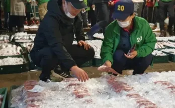 정말 놓치기 아까운 제주도펀다이빙 후기